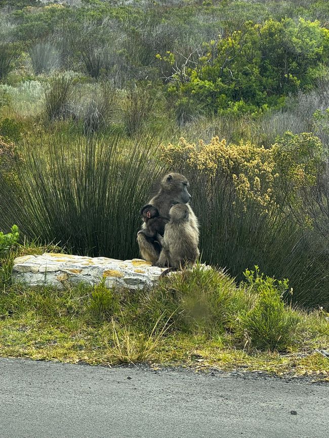 #5 - Cape Town - At the Cape of Good Hope