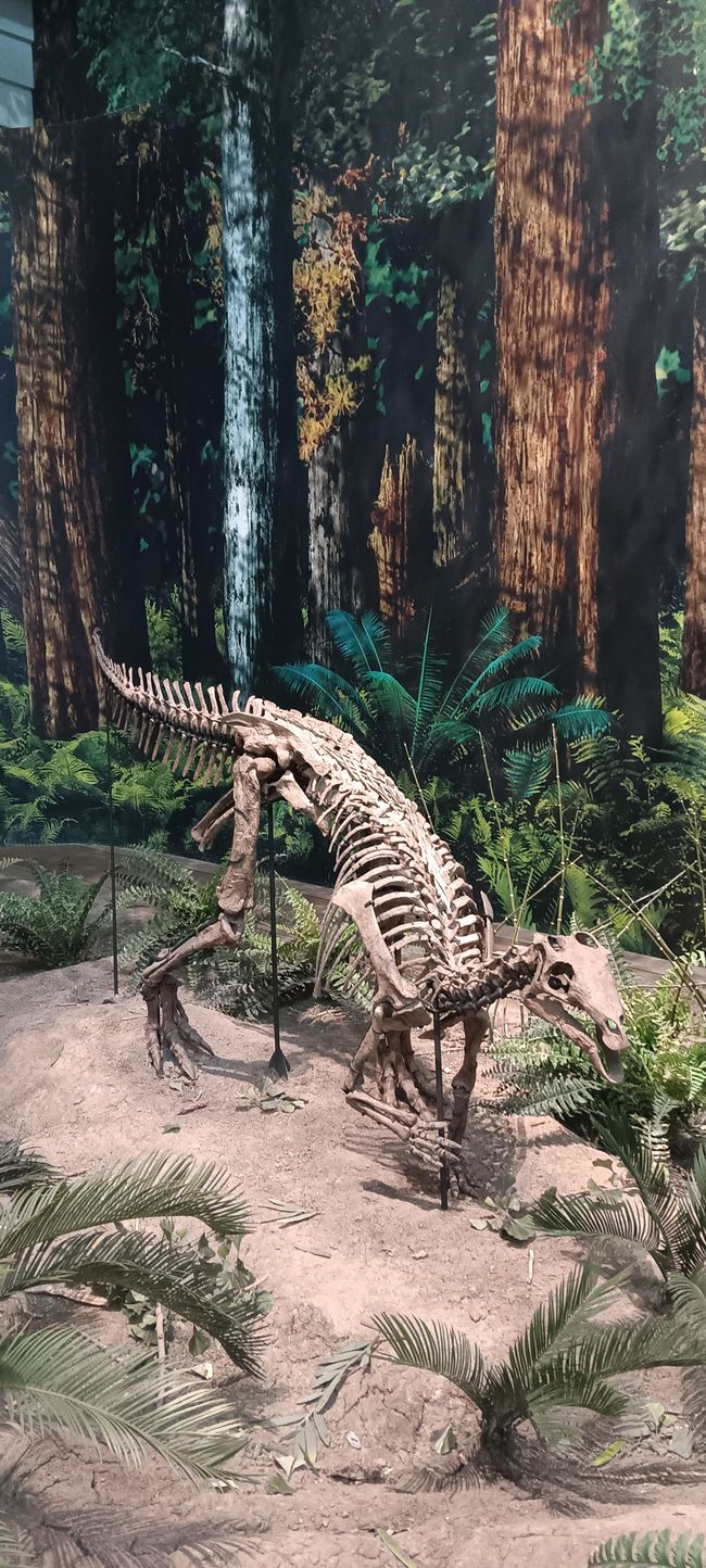 Museum of Natural History I