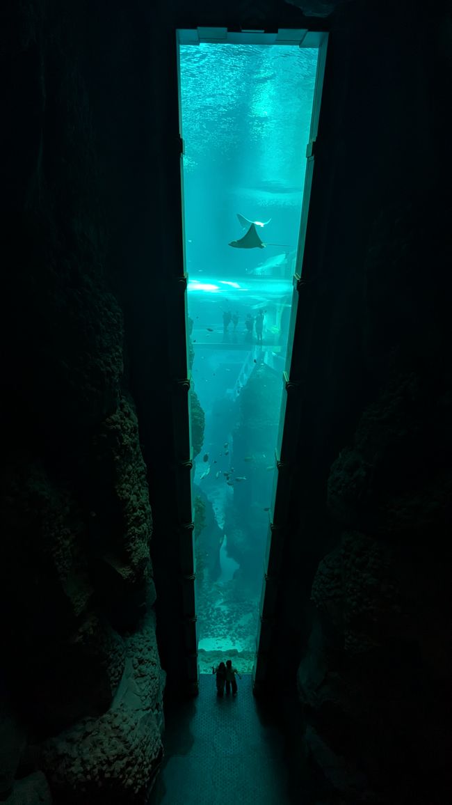 Étiquette 4 - (Abou Dabi) Sea World