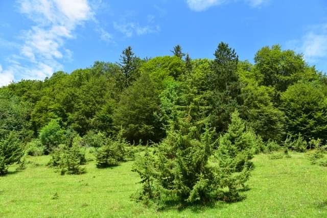 * * * Juniper Grove and Rock Face: a hike in the wild beauty of the Lochen Pass * * *