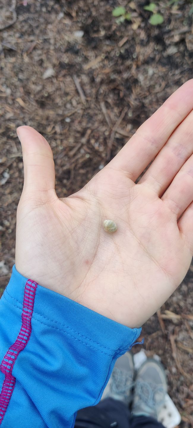 Woche 22 - Gizzy Gisborne