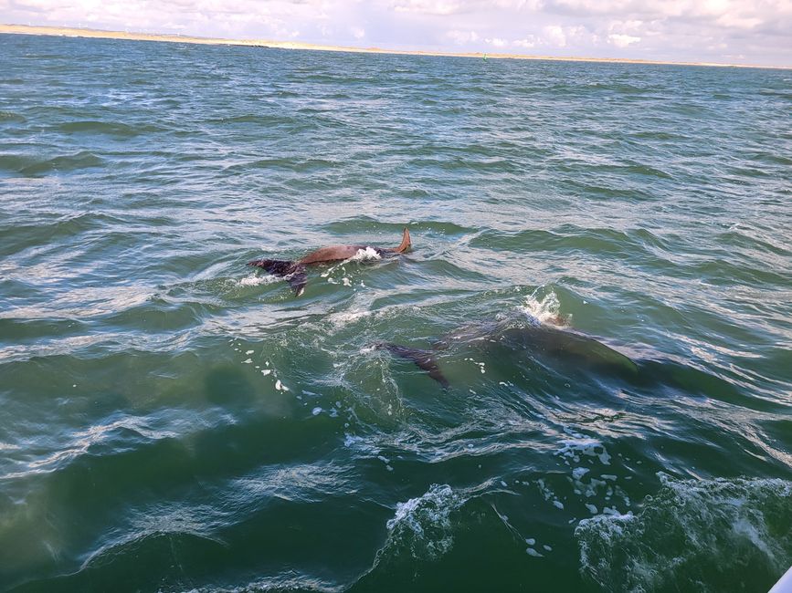 Delfinsafari