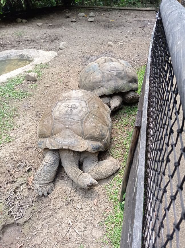 Seltene Tiere und Baumwipfelpfad im Dschungel, letzter Tag auf Guadeloupe