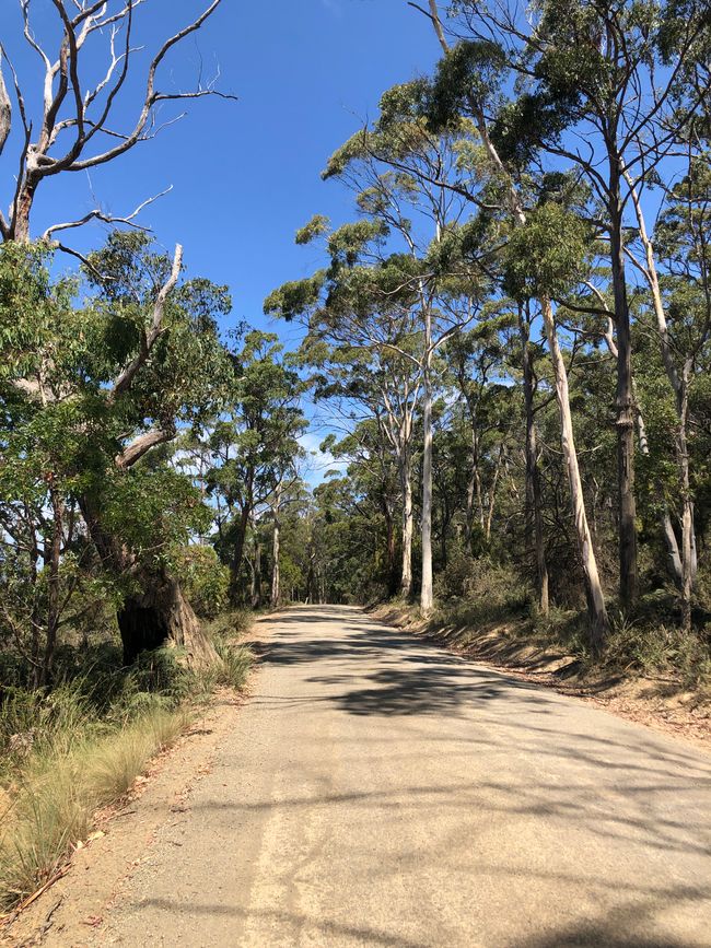 Die Lighthouse Road zum Cape Bruny Lighthouse ... ...