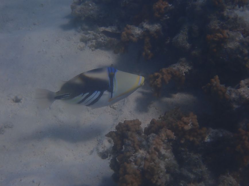 Cape Range NP - Turquoise Bay - Picasso Triggerfish / Picasso triggerfish