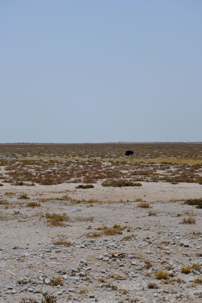 Etosha National Park 🐘🦒