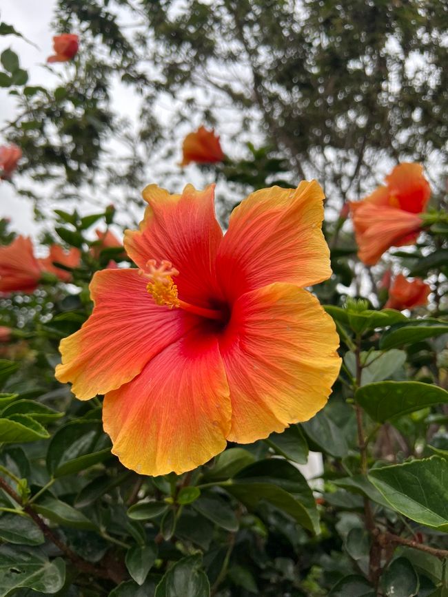 Flower, flowers ...
