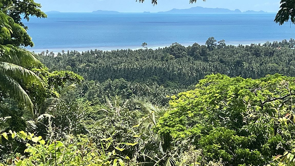Pha-Ngan, Regenwald