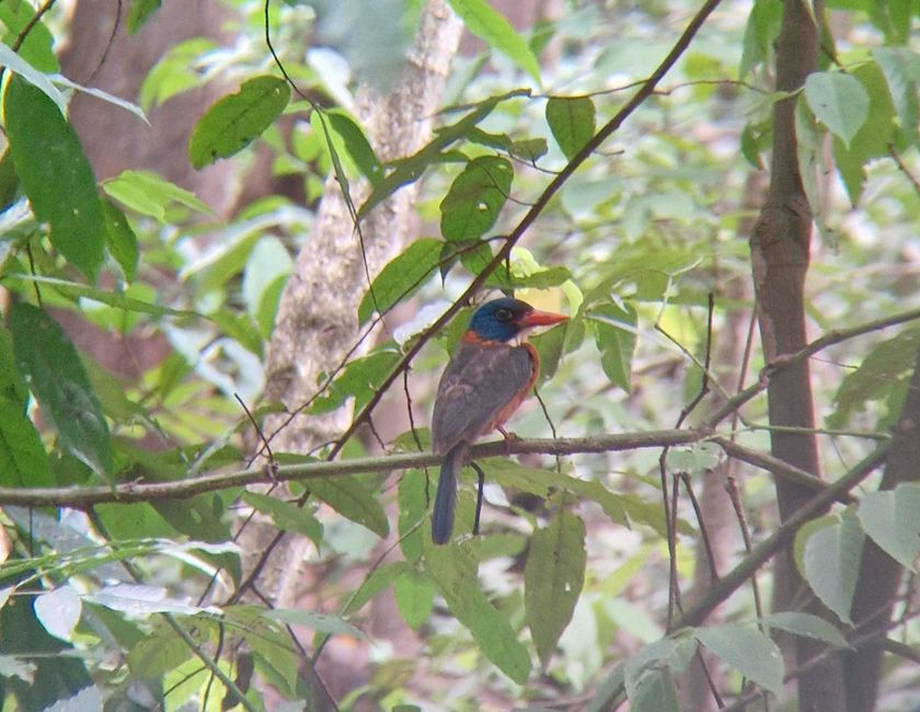 Tag 25/26 Tangkoko