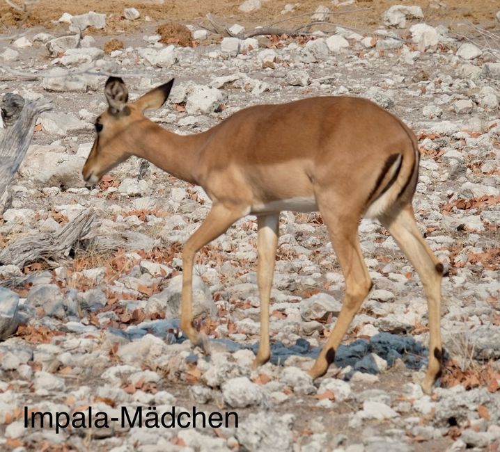 Etosha - wir sind da!