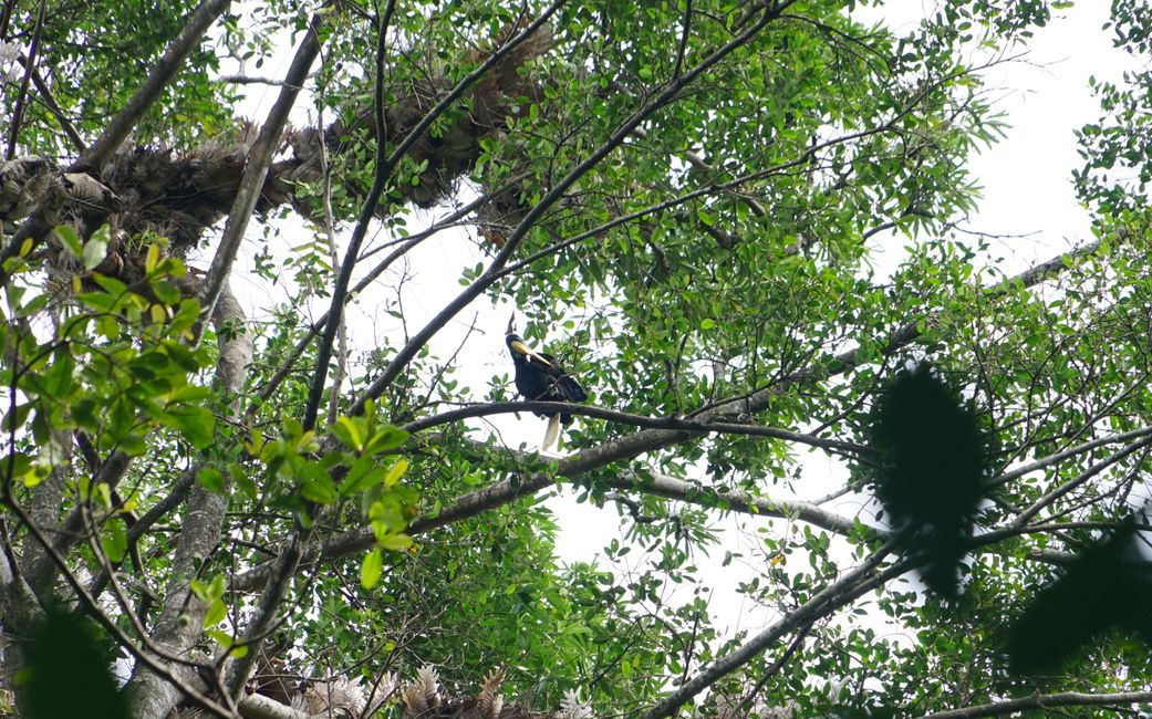 Tangkoko Nationalpark