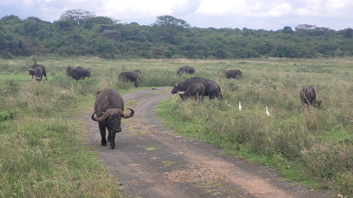 Nairobi National Park - safari at the end
