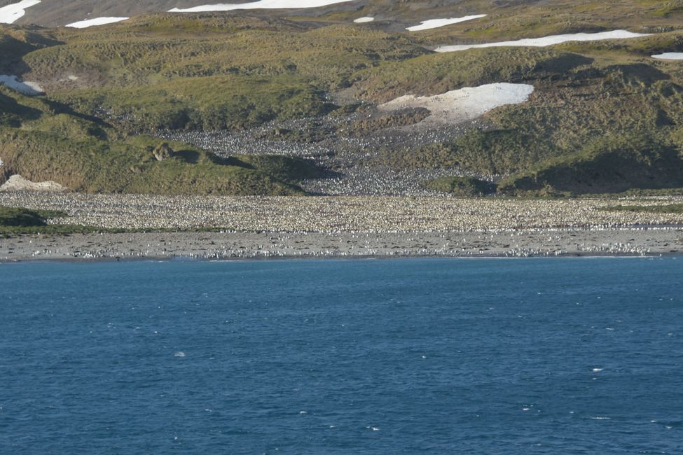 Königspinguin-Kolonie / King penguin colony