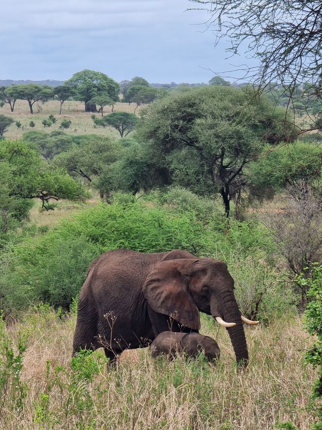 Tansania - Tag 2: Tarangire Nationalpark