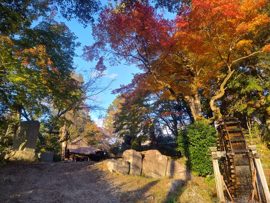 Bosque de otoño 2