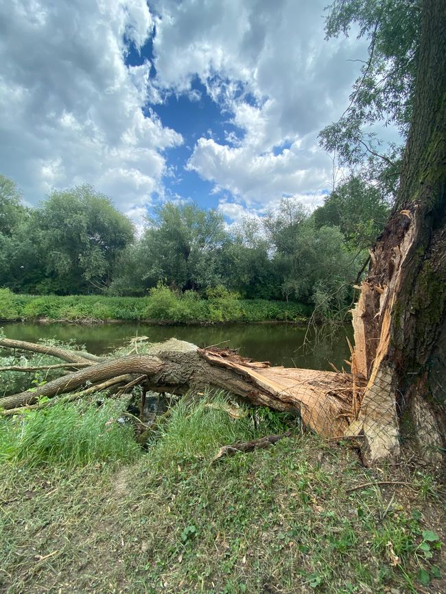Der wahre gespaltener Baum