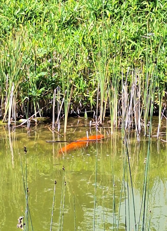 Mit Koi