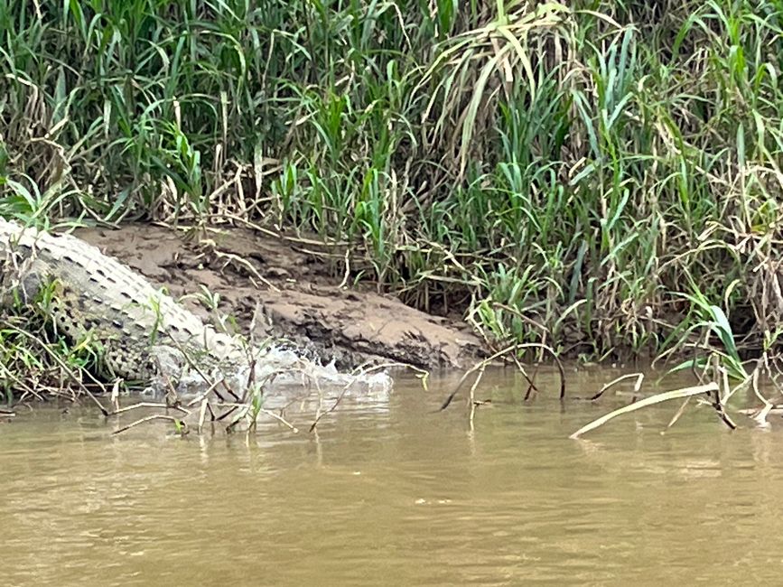 Ein Krokodil auf der Flucht