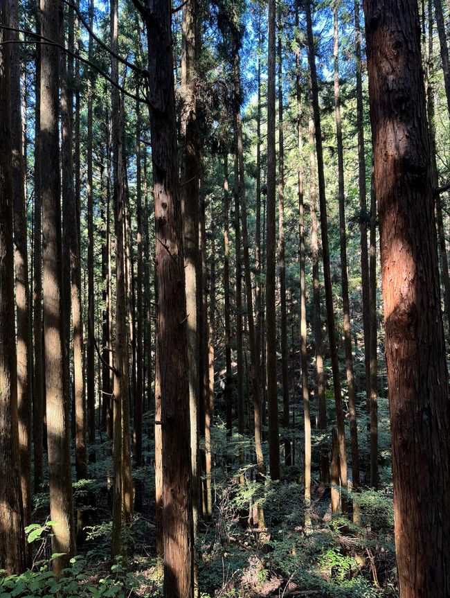 Sendero Nakasendo