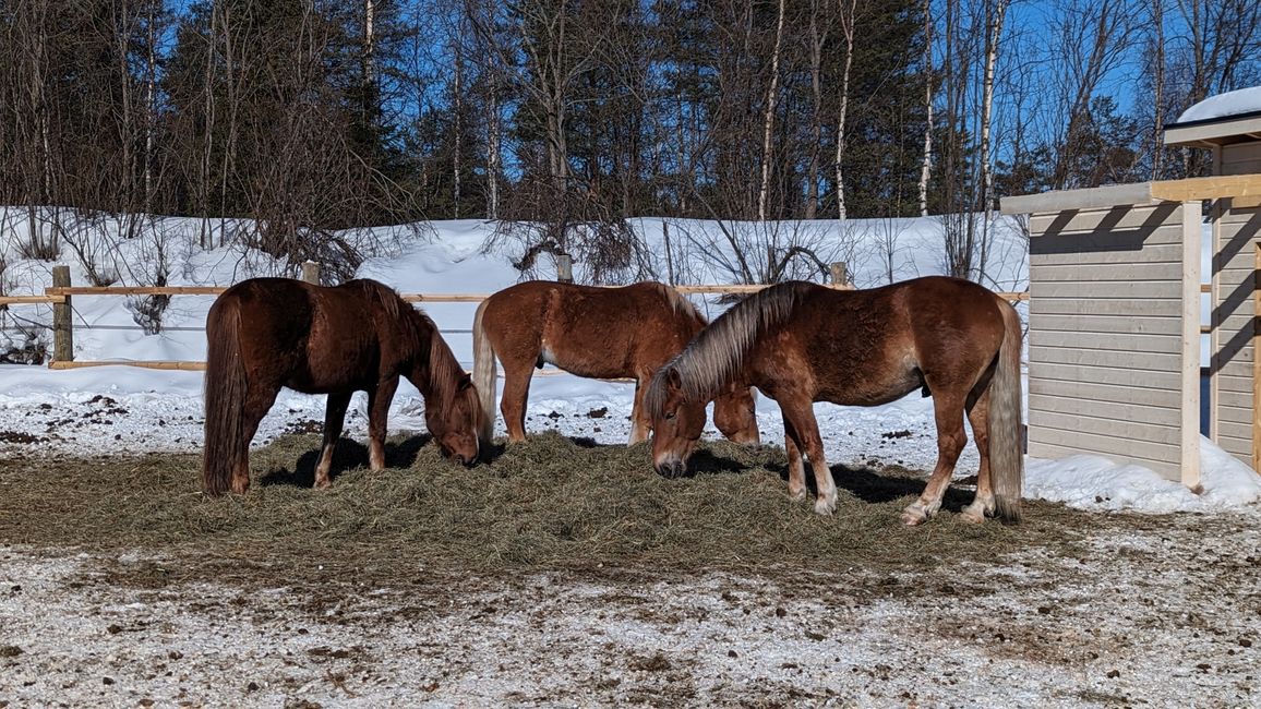 Pferde in den Sallungen der Aurora Horses Napapiiri