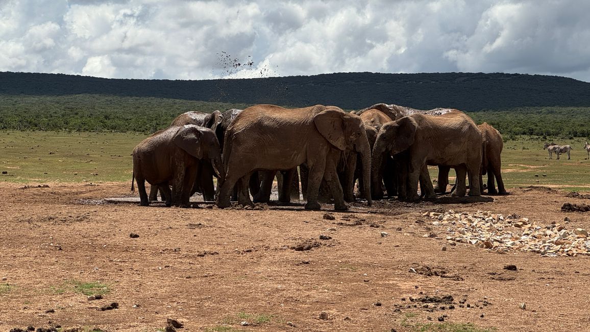 Addo Nationalpark