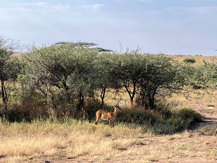 En la Serengeti - Día 2