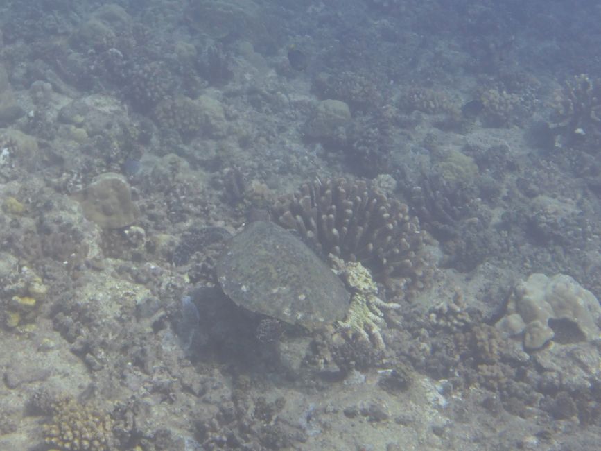 Zum Abschluss noch eine Schildkröte