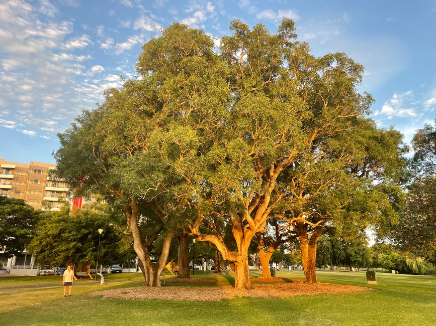 Sunset mood in Bicentennial Park