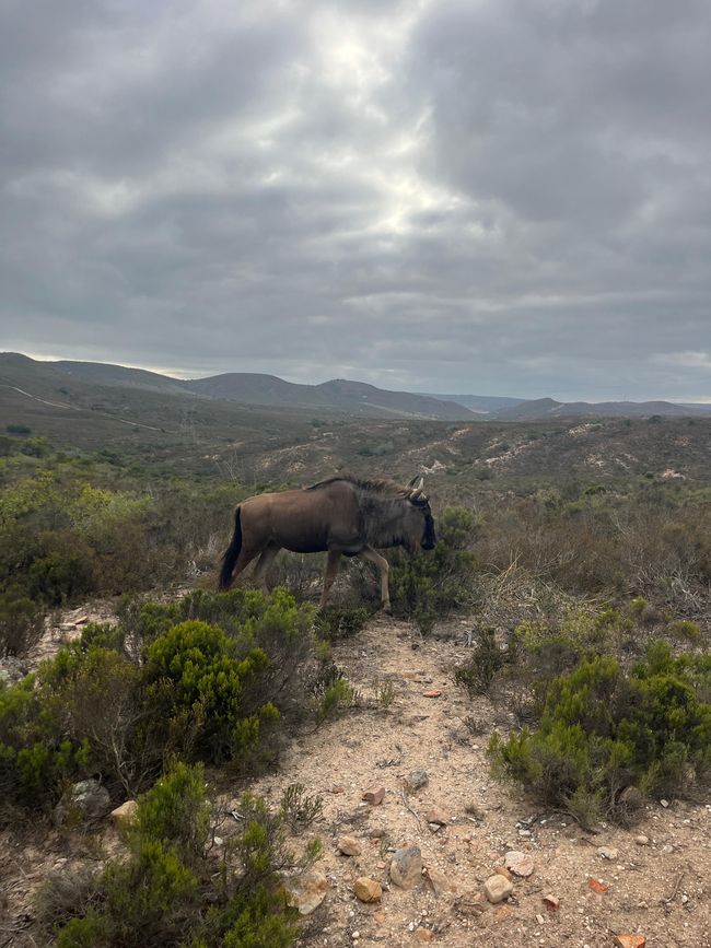 Addo Nationalpark