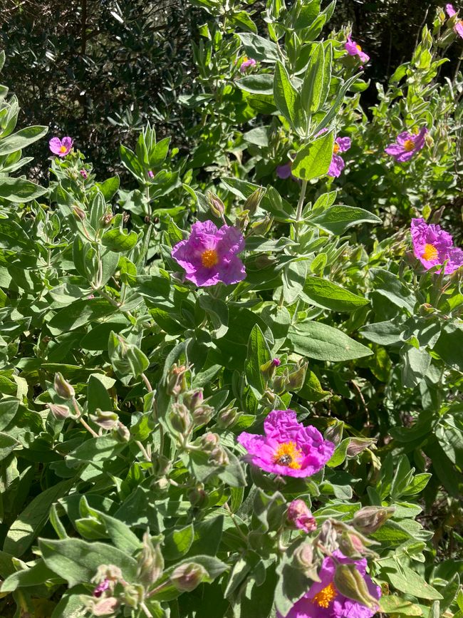 Wandern… von Santa Maria aus zum Tramuntana Gebirge…soweit meine Füße mich tragen