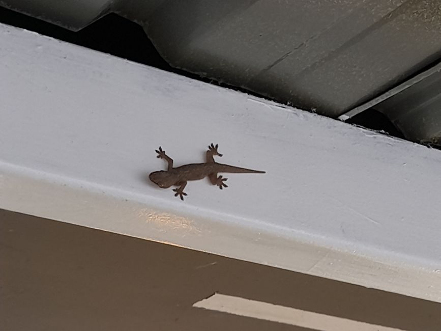 Das ist auch Kurios: wir reisen schon seit zwei Wochen und hier ist endlich der erste Gecko!🦎