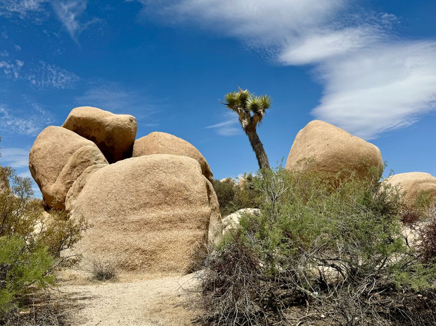 Joshua Tree National Park – Arch Rock & Skull Rock