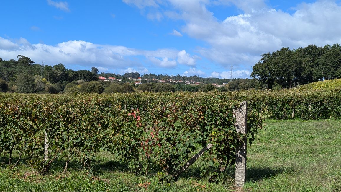 Elfte Etappe Camino Portugues von Pontevedra bis nach Caldas de Reis