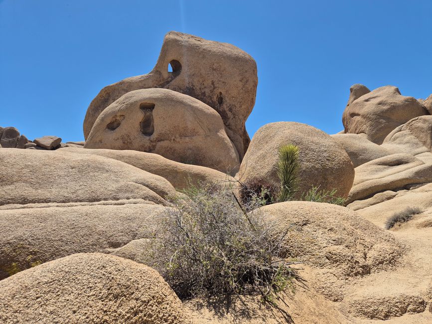 Joshua Tree