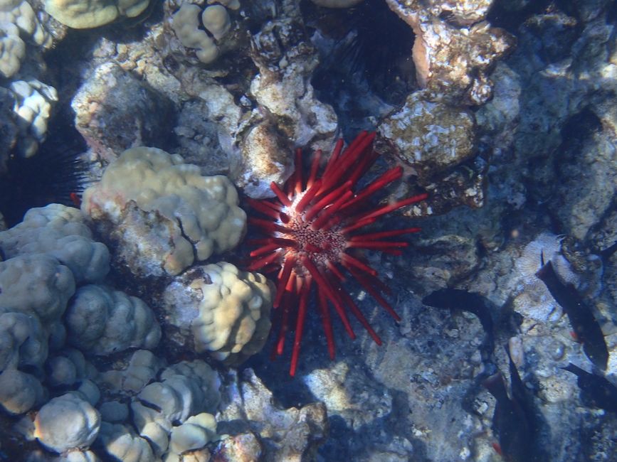 Snorkeling à Molokini - Oursins