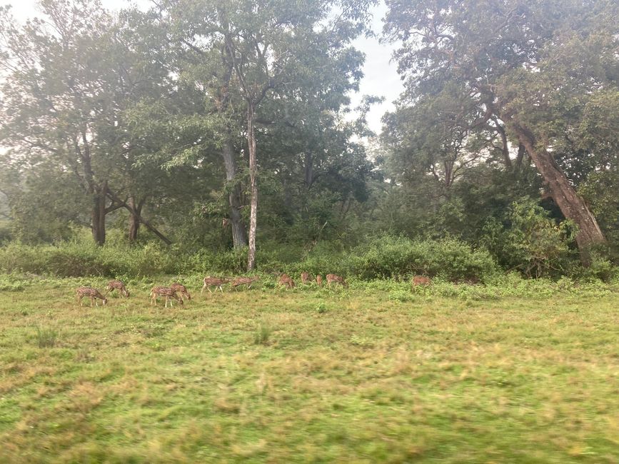 Rehe