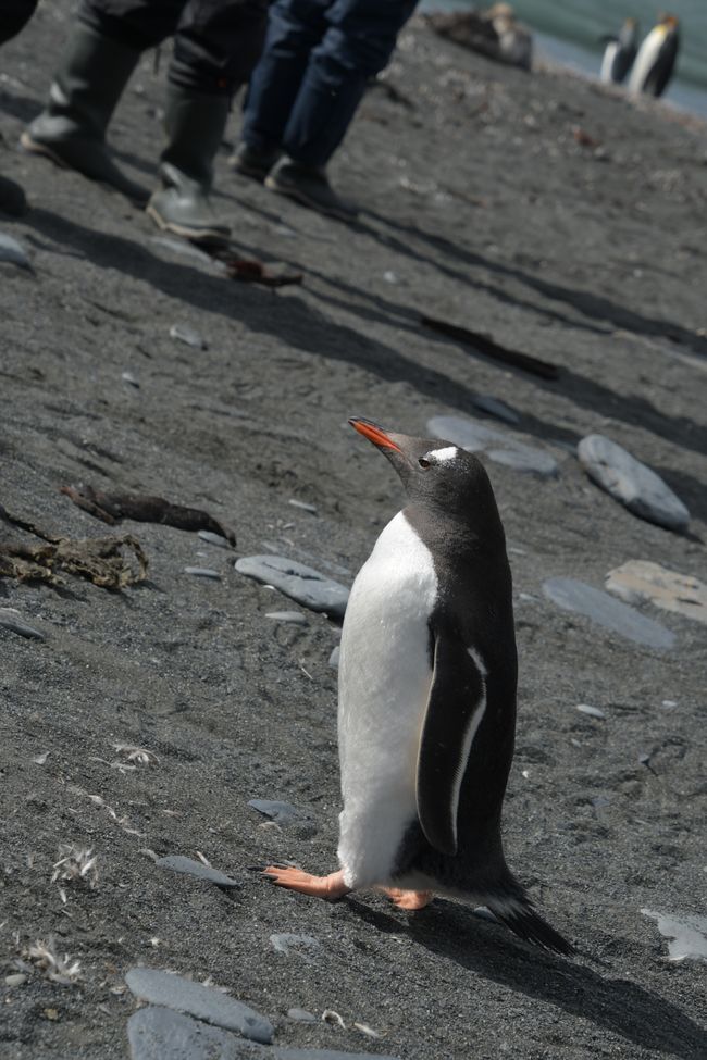 Eselspinguin / Gentoo penguin