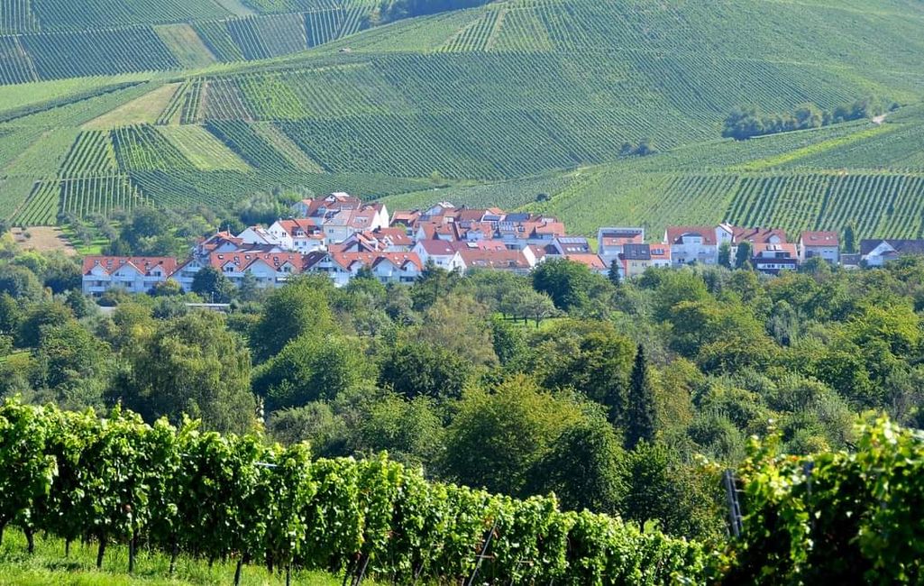 Zwischen Weinreben und Geschichte: Die Yburg im Fokus 📸