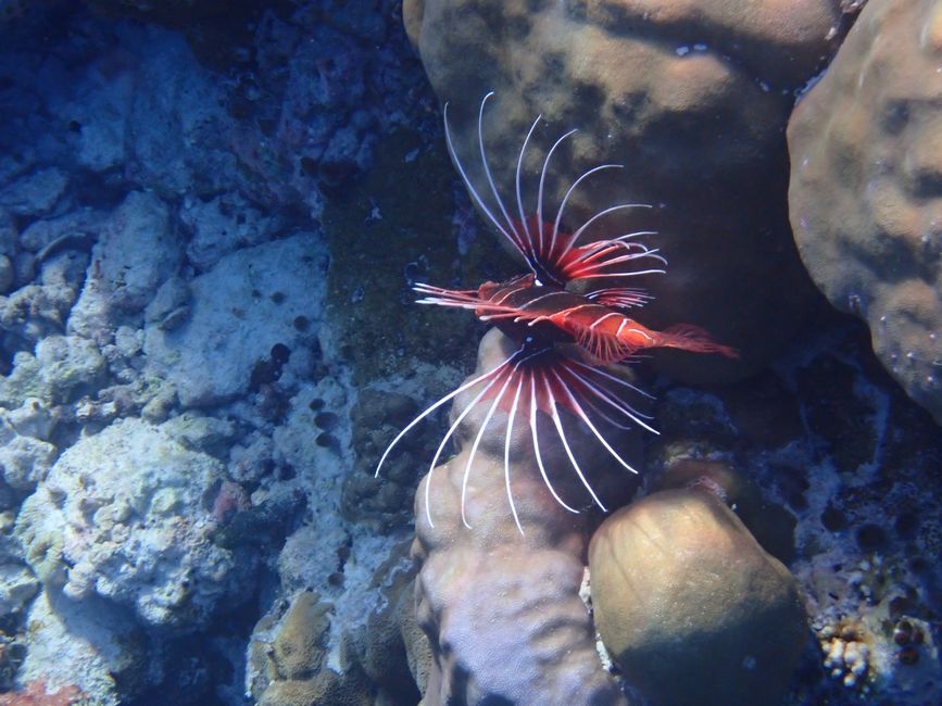 Clearfin lionfish 