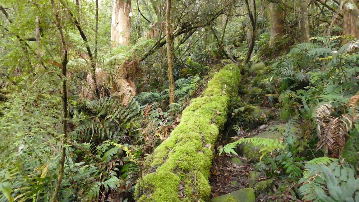 - Singapur & Tasmania 2019 -