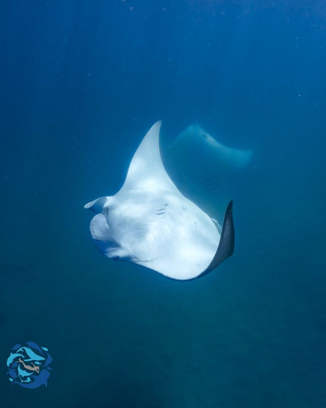 Snorkeling