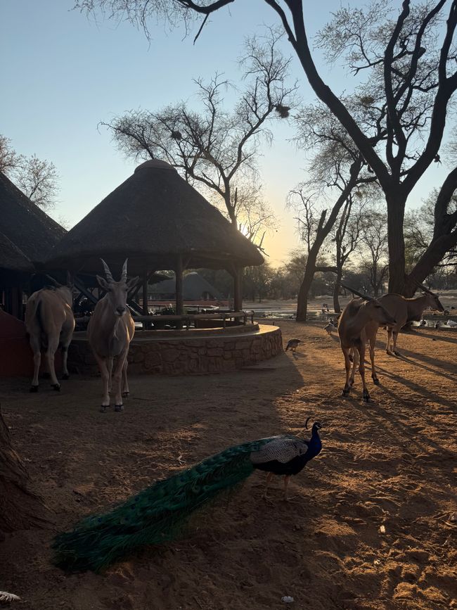 Namibia 2k25 🦓🏜️🐘