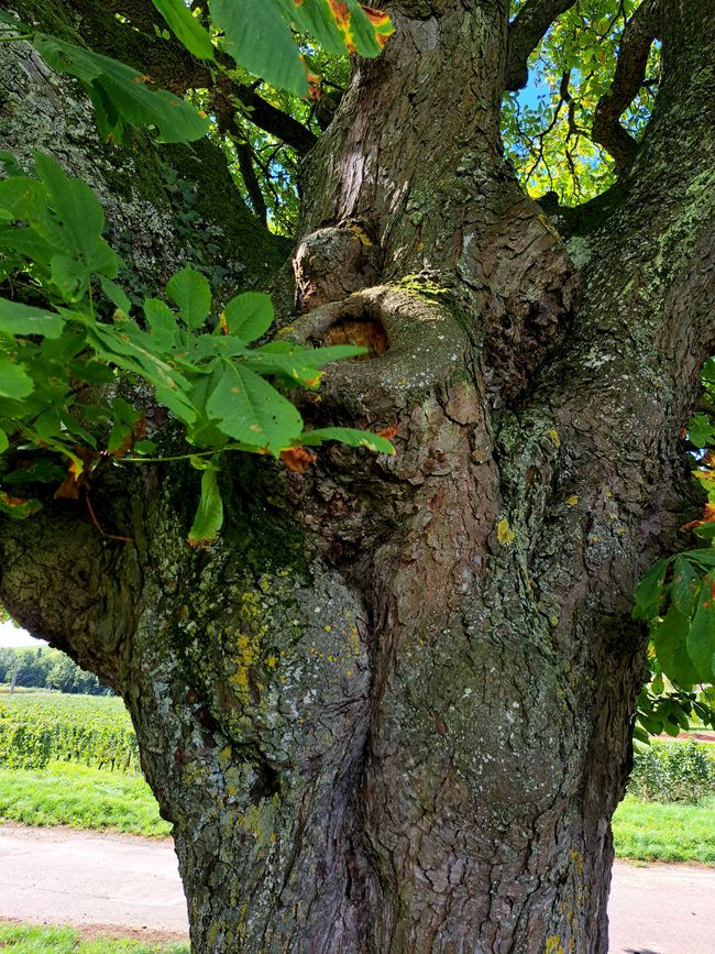 Hexenwerk am Bollenberg