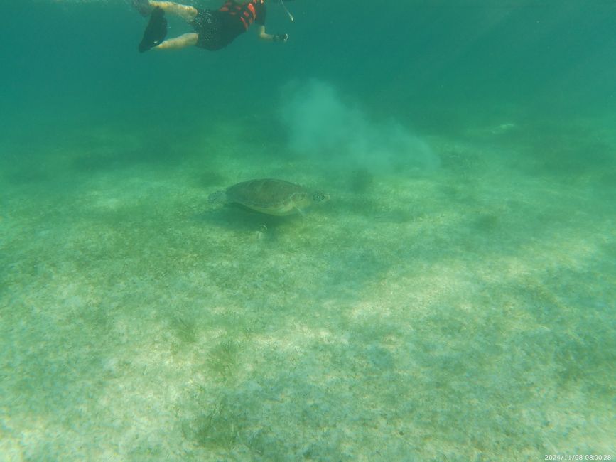 Turtles and Cenotes