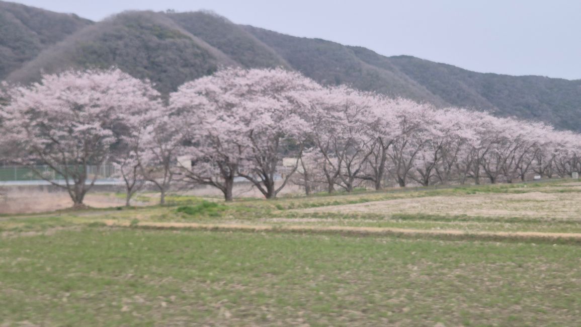 Die Kirschblüte