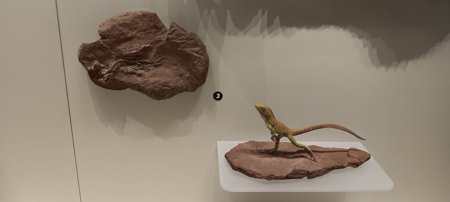 Museum of Natural History I