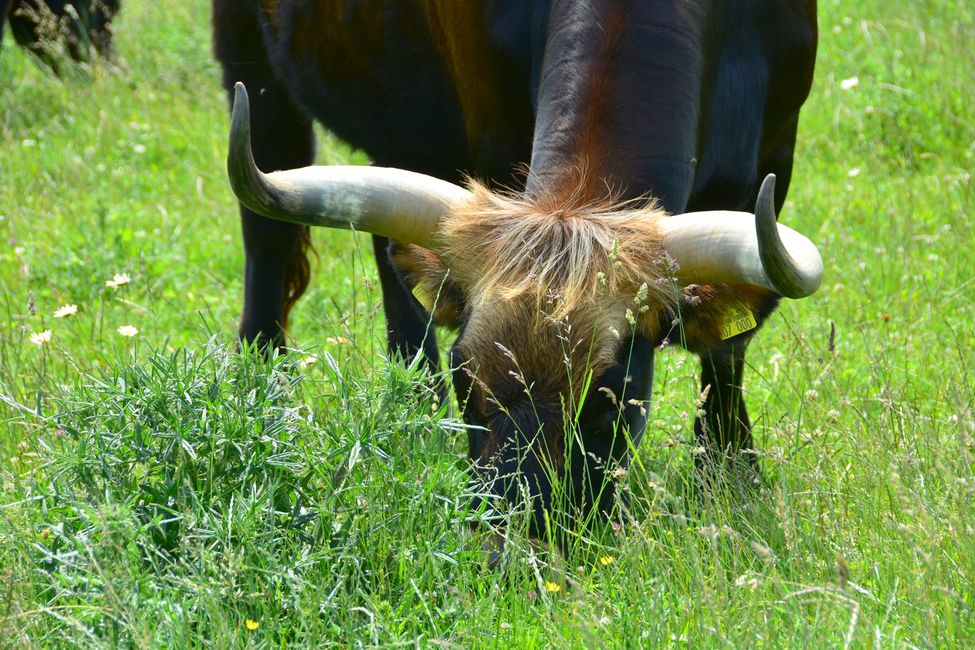 * * * S E C H T A S A F A R I - der Auerochsenweg
bei Bopfingen * * *
