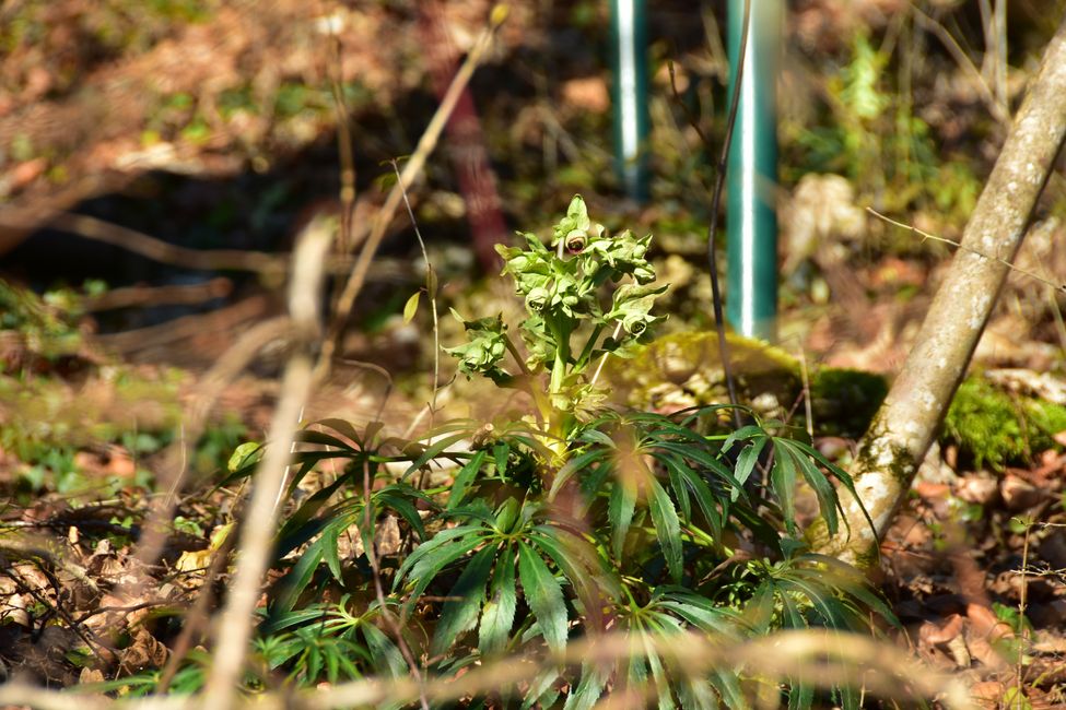 R E I T E R L E S   K A P E L L E - Wallfahrt, Legende und Wanderparadies