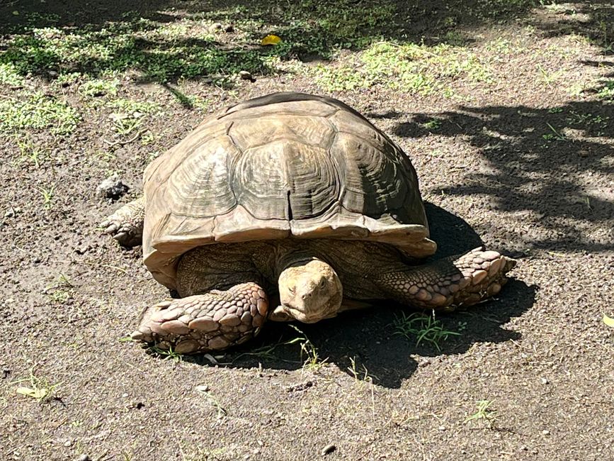 Riesenschildkröte