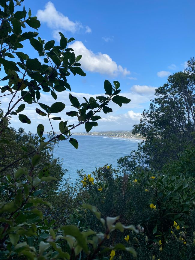 Coromandel loop